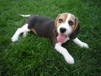 A beagle kislány nézelődik