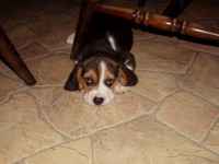 A beagle kölyök bárhol lepihen, ahol csak kedve tartja