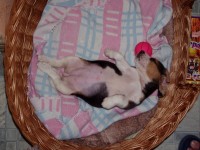 beagle 6 hetesen alszik a kosarába