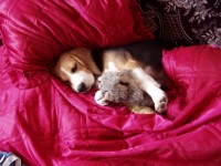 Beagle alszik az ágyban