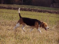 Beagle megy az orra után