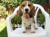 Beagle parancsra ül