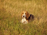 Beagle pihen a fűben