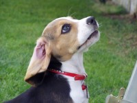 Beagle tekintet, na ki van fenn a létrán?