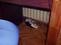 Kicsi Molly az asztal alatt alszik