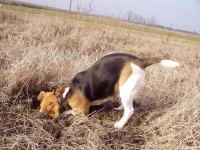 Munka közben a beagle